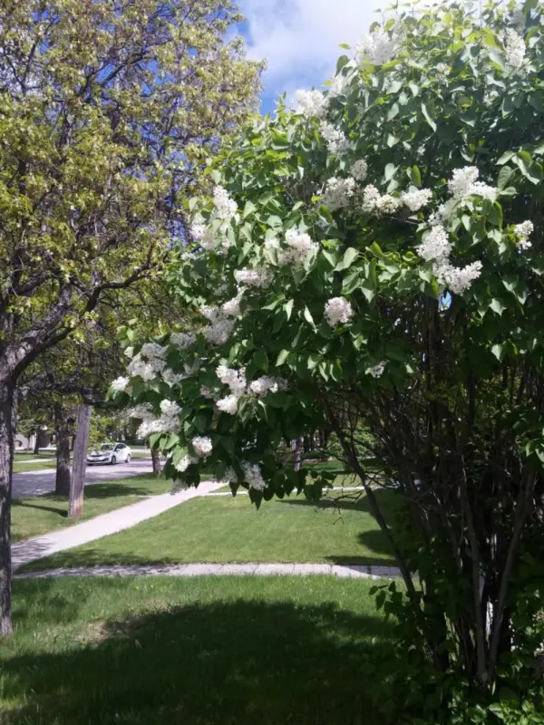 Winnipeg Homestay 10
